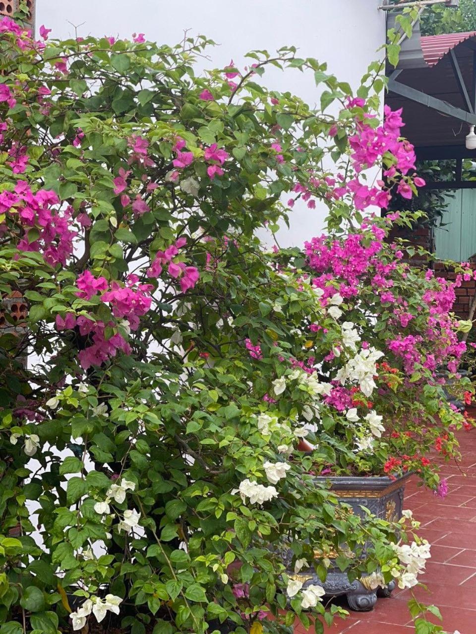 Lavender Garden Phu Quoc Hotel Exterior photo